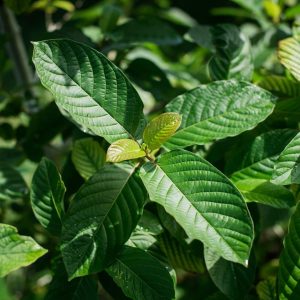 High-Quality Kratom for Energy: Long-Lasting Results