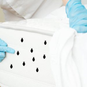 Fast and Effective Bed Bug Removal in New York